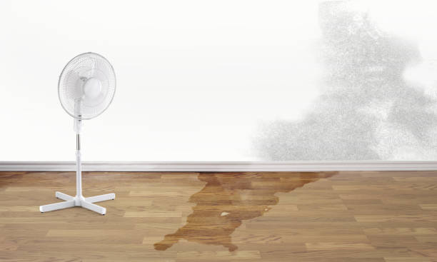Best Professional water damage repair  in Independence, KS